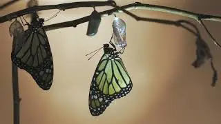 THE WORLD OF BUTTERFLIES