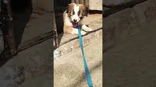 Cute puppy 🐕🥰🥰🐕 #song #bollywood #coversong #music #love #trending #pupies #cuteanimal #dog #puppie