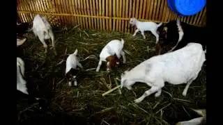 i-Scene TV: DV Boer Farm Special Documentary