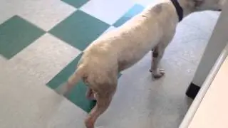 Luna at the vet. Rescued from Flea Market in the Corridor.