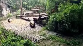 Chengdu Panda breeding centre 2017,  Chengdu Sichuan