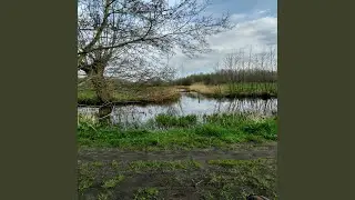 Silver Meadows
