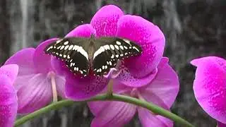 Butterfly Palace - Branson, Missouri