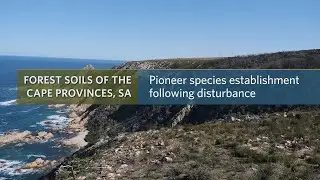 Pioneer species establishment following disturbance