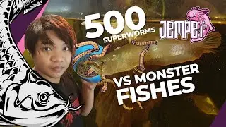 Super worm Monster Fish feeding (Jempet TV)