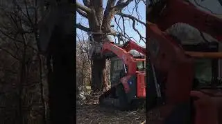 Dead Tree Removal
