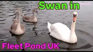 Fleet Pond Nature Reserve | KaFam in UK