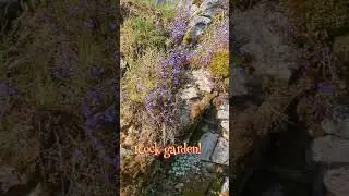 A Real Wild Rock Garden #rockgardens #garden #vancouverisland