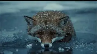 Ragnaroekkr Musik - The Viking and the Frozen Fox – A Music Story of Fire and Life. Christmas story.
