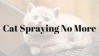 Cat Spraying No More - 002