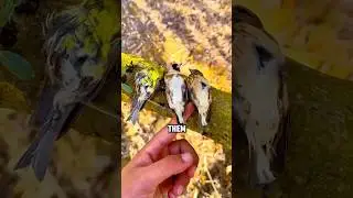 Видели ли вы когда-нибудь спящую птицу? #животные #щегол #шорты
