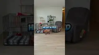 The clever cat teases the puppy. #love #adoreble #cat #cute #funny
