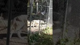 Captive wolves BC Canada