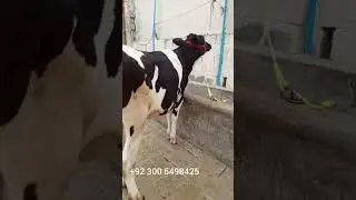 ماشاءاللہ 2اسٹلین فریزن بچھڑیاںDairyFarmingPakistan