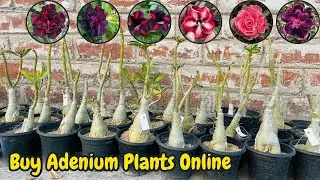 Buy Cheapest Adenium Plant Online || 400 ++ Imported Colours Available ||