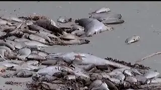 Gov. DeSantis dedicates billions to clean Florida's waterways