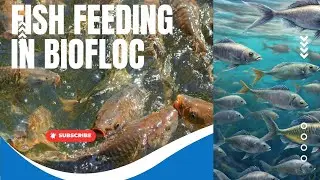 Biofloc Fish Feeding in Winter | Fish Feed Problem Solution