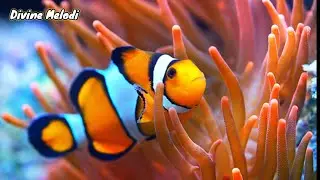 Aquatic Harmony | Peaceful Piano Soundtrack with Colorful Fish & Ocean Scenes for Relaxing Moments
