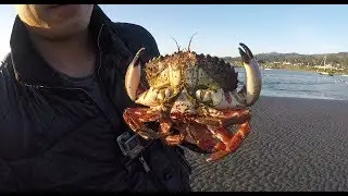 Catch and Cook - Tidepool Exploration Crabs, Snails and More