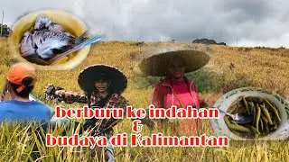 ikut panen padi sambil menikmati pemandangan indah hutan Kalimantan barat Kapuas hulu ❤️