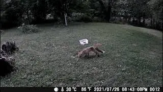 CRYPTO THE CAT AND THE FOX