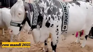Cow Mandi 2025 | Biggest cow for Eid #eid #cowmandi #cow #2k25|Day with me