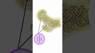 Joint between epiphysis and diaphysis #shorts #anatomy
