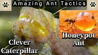 Amazing Ant Tactics: Honeypot Ants & The Clever Caterpillar Infiltrator!