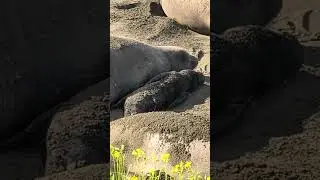 Elephant seals give birth to many babies in January. Where to find them?