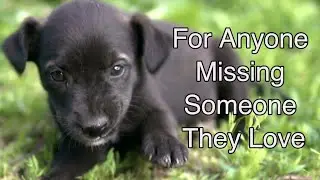 For Anyone Missing Someone They Love &mdash; 60 Minutes of Gentle Puppies & Piano