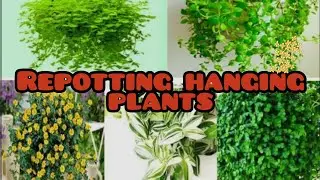 Repotting hanging plants#video#shainyscorner#2026