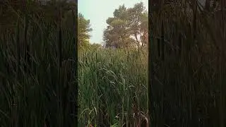 #nature #naturelovers #natural #naturevideo #shortsvideo #shortsfeed #shortsviral #day #dayshots