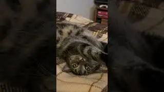 Meowmaste: Stretch & Flex with the Zen Cat 🐈🤣 #flute #love #music #yogapractice #funnycats
