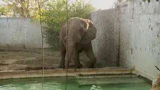 TANTOR, EL ELEFANTE DEL ZOOLÓGICO DE BARRANQUILLA - TANTOR, THE ELEPHANT OF THE BARRANQUILLA ZOO