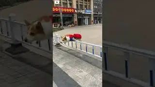 super dog in real life 😯😍🔥 #shorts