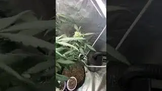 What&rsquo;s y&rsquo;all best advice for drying and curing #trending #viralvideo #music #video