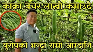 अर्गानिक काक्रा खेती गरेर बर्समै 10 लाख कमाउने पदम लेप्चा, मलेसियाको भन्दा स्वदेशमै राम्रो आम्दानी