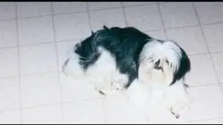 Goodbye Shu (Rainbow Bridge Bonus Edition)