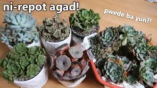 1 WEEK NG NAKA-POT PERO NI-REPOT ULIT? || Namasyal Ulit Sa Garden Shop!