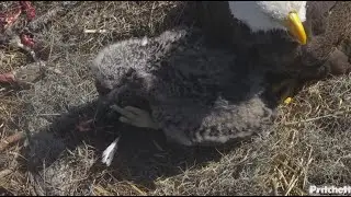SWFL Eagles~E26 Attempts Self Feeding on Duck Carcass|Tug-O-Duck- F23 Takes it Away _1.19.26