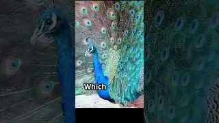 what does a peacock look like