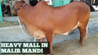 KHUBSOORAT AUR HEAVY JANWAR- MALIR COW MANDI KARACHI- 6 OCT 2020