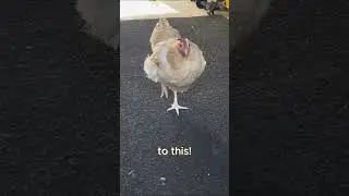 How I treated my crippled chickens leg #chickens #backyardchickens #henchicken #hens
