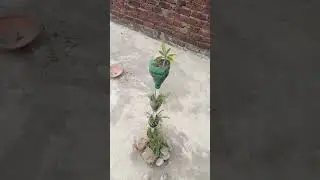 How to make tower plant #tranding #shortvideo