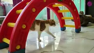 Kiril&rsquo;s Holiday Walk & Exploration  | Domestic Short Hair Cat Enjoying Calm Adventures
