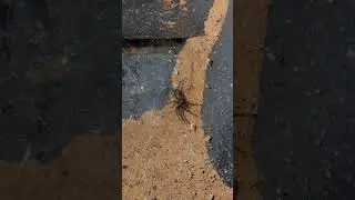 Spider VS Termite! So creepy!😳 #short #shortsvideo #shortsfeed #shorts #spider #creepy #scary