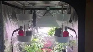 LightRail Light Mover in a 4x4 Grow Tent
