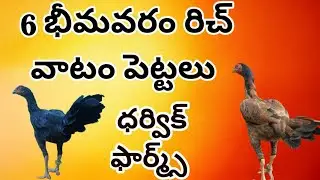 రిచ్ వాటం పెట్టలు  91773 04655 #richvatam #bhimavaram 