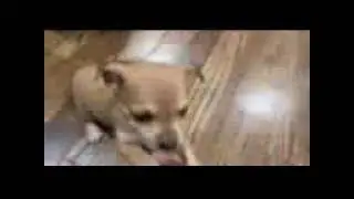 Bullet on the run