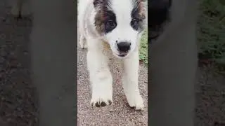 cute ..saitan. 😍😍😍 saint bernard puppy available in sell